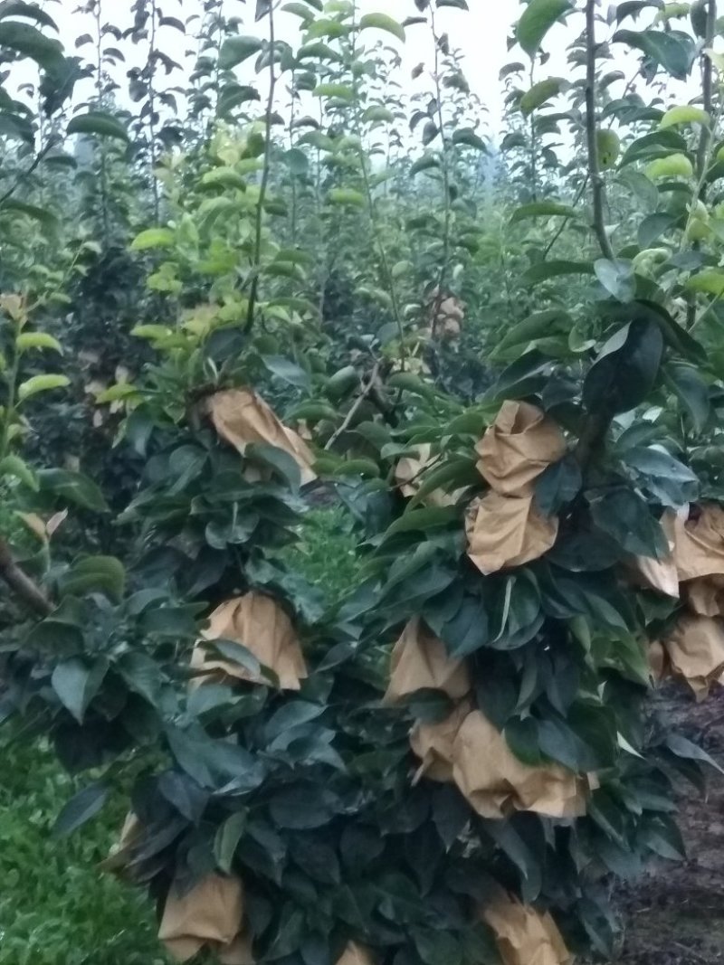 晚秋黄梨