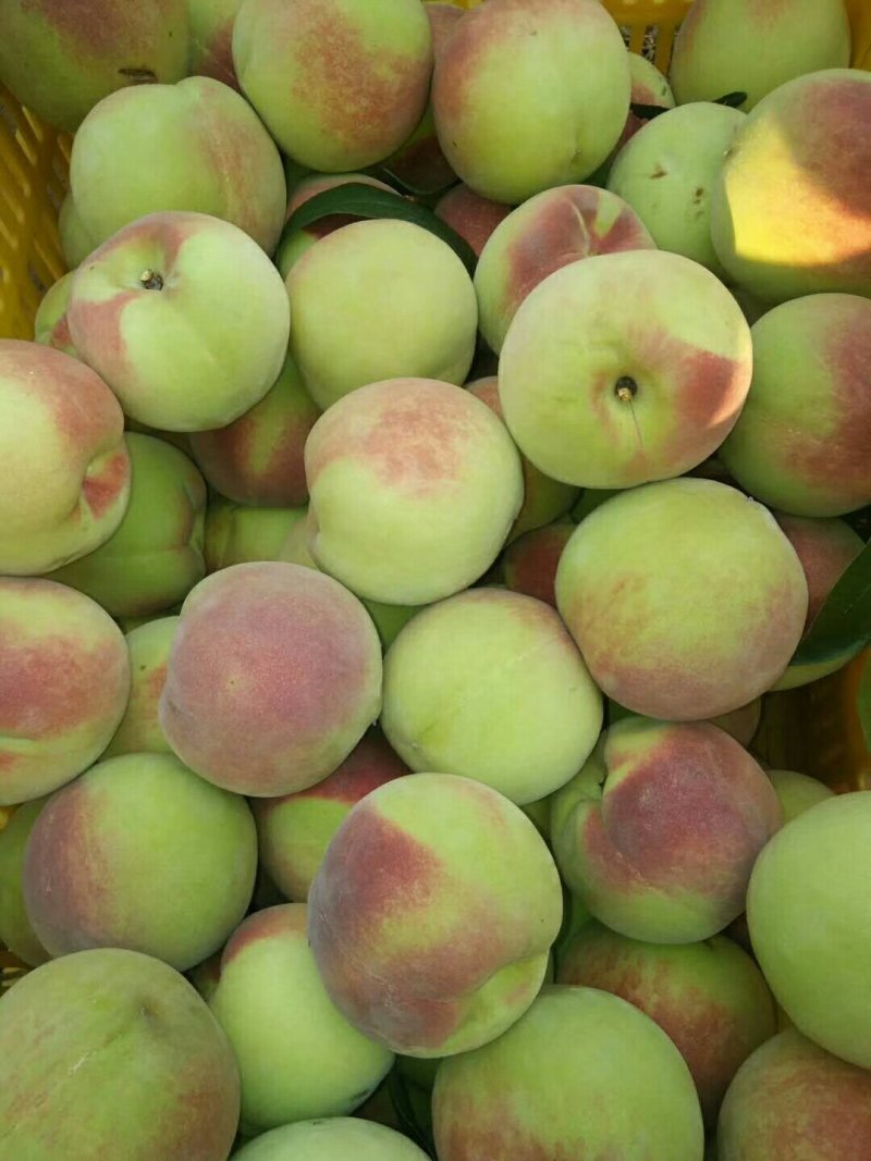 寒露蜜桃子精品寒露蜜毛桃大量上市口感蜜香