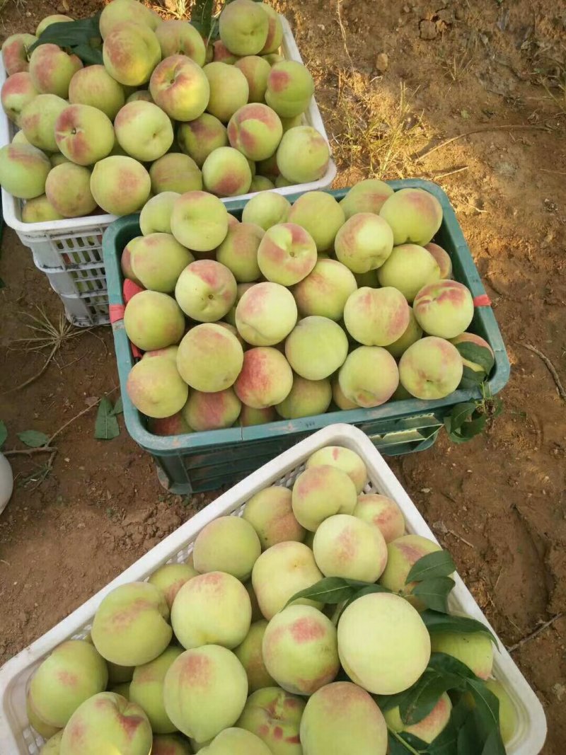 寒露蜜桃子精品寒露蜜毛桃大量上市口感蜜香