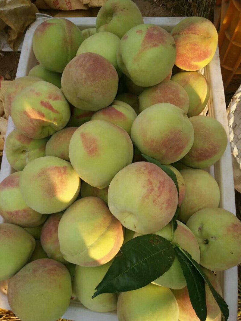寒露蜜桃子精品寒露蜜毛桃大量上市口感蜜香