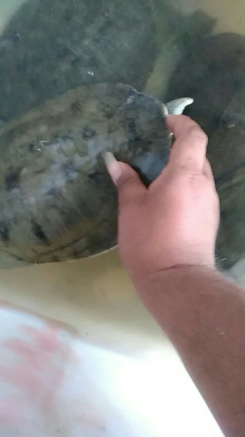 野生甲鱼