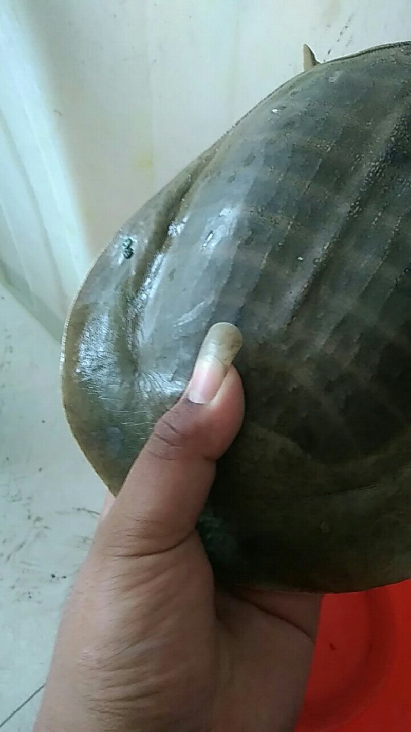 野生甲鱼
