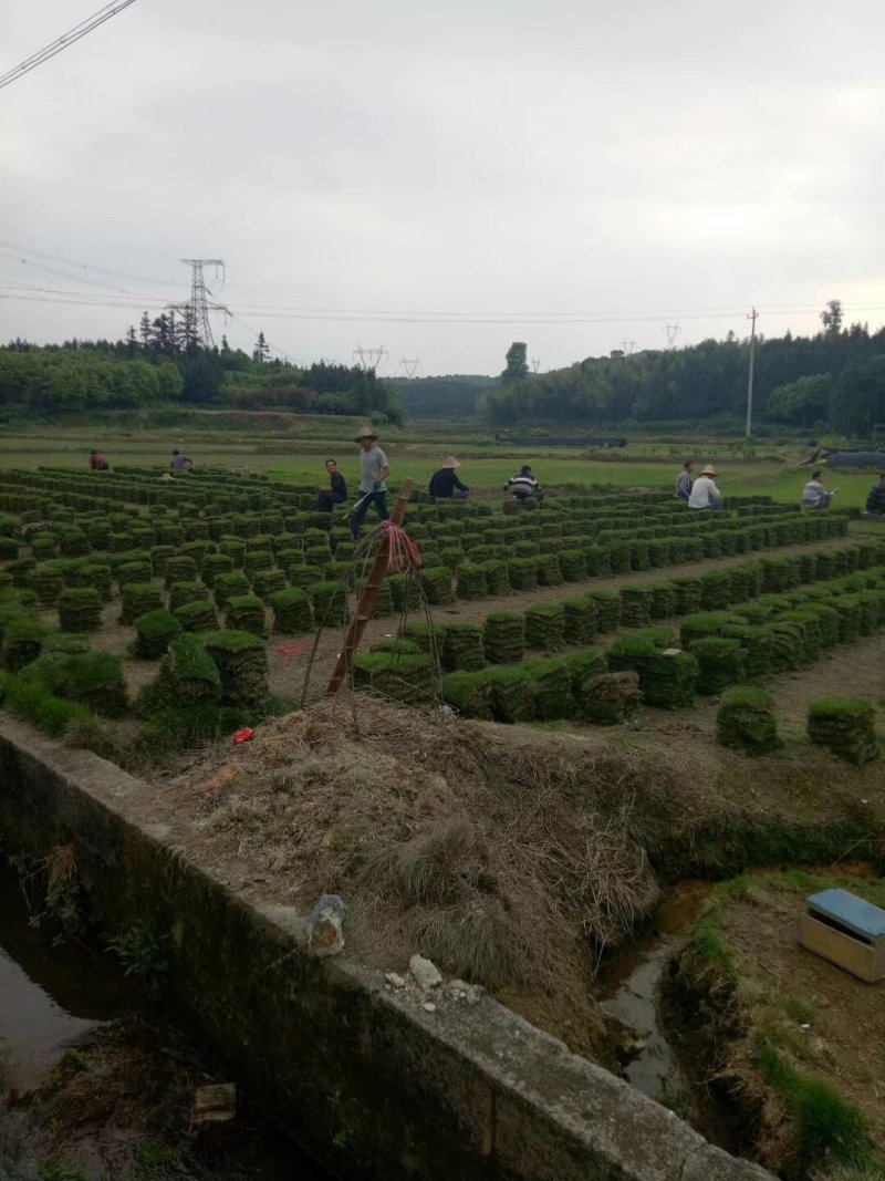 马尼拉草皮