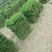马尼拉草皮