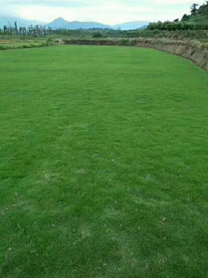 马尼拉草皮