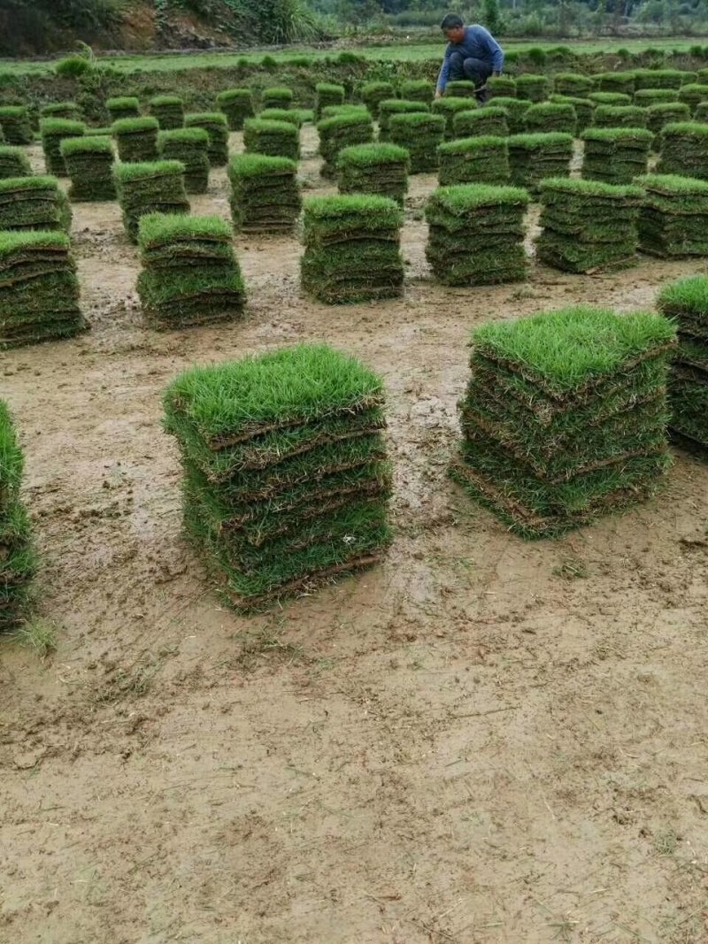 马尼拉草皮