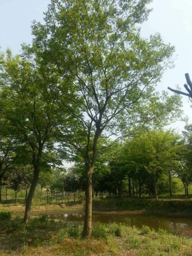 原生乌桕丛生单杆