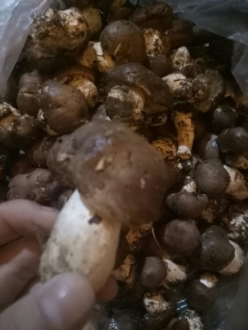柳菌