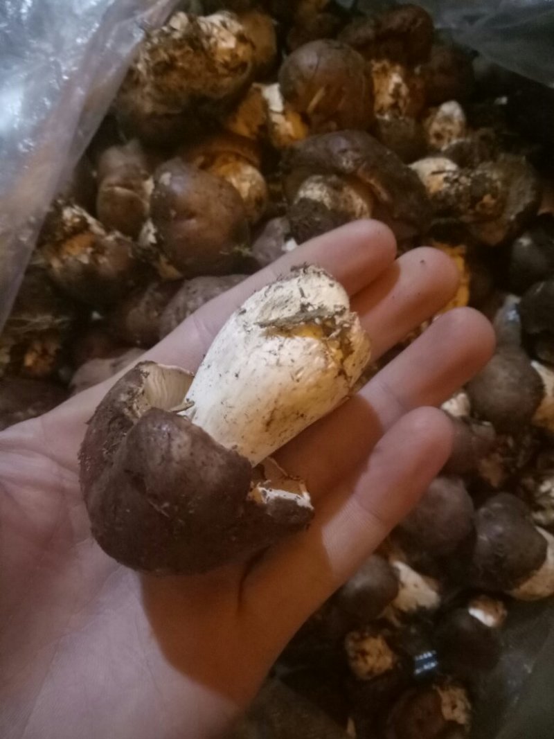 柳菌