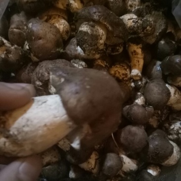 柳菌