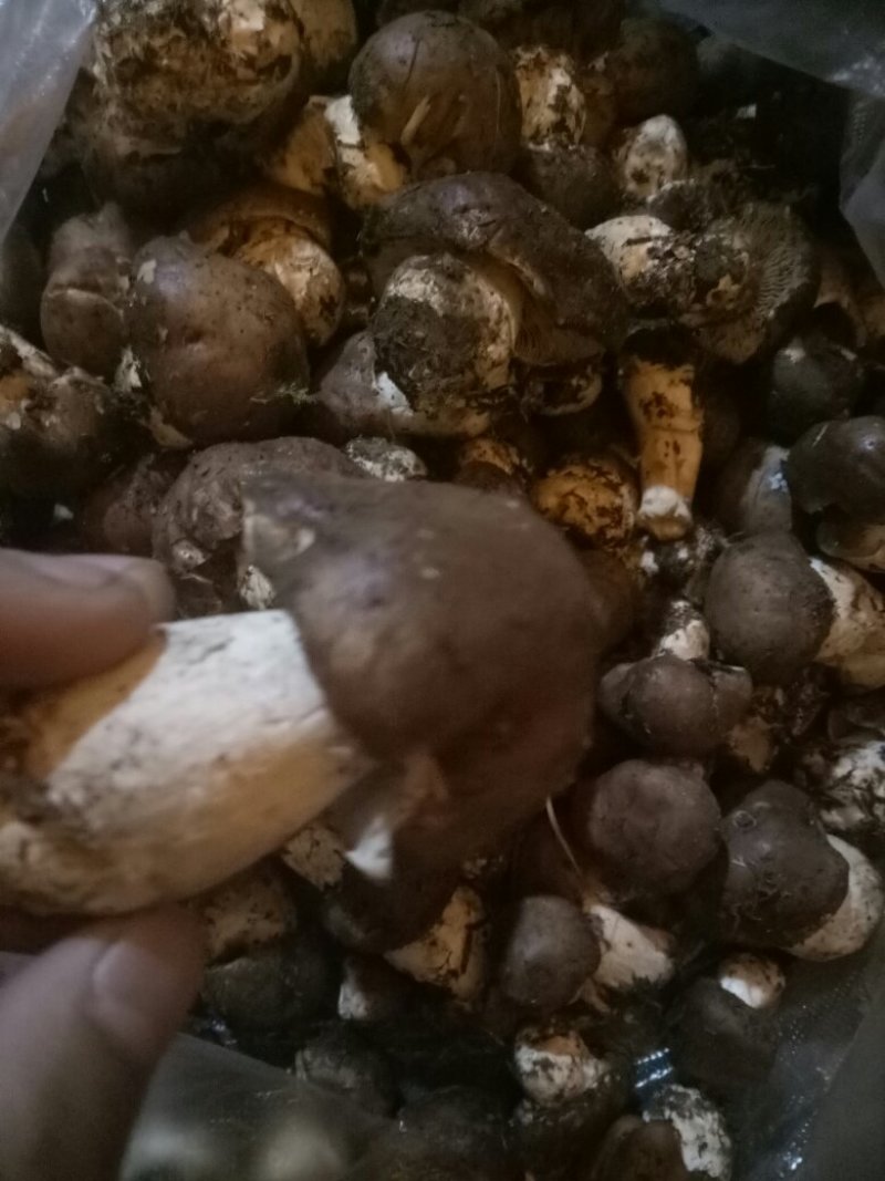 柳菌