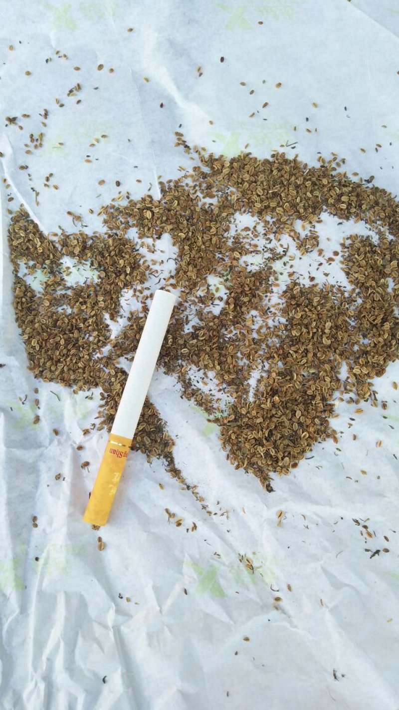 蛇床子