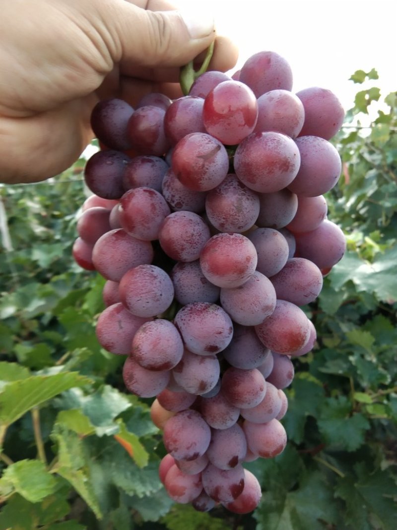 2茬葡萄大量上市