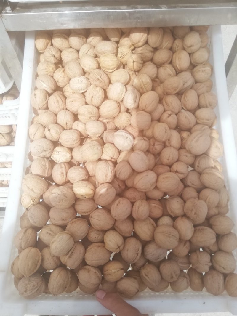 185纸皮核桃个头大今年新货