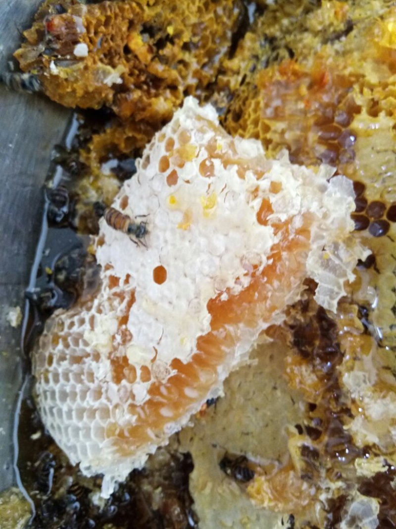 土蜂蜜