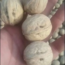 薄皮核桃，香菱，强特，通货30mm以上