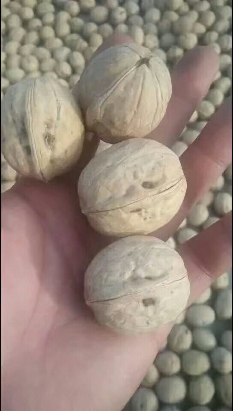薄皮核桃，香菱，强特，通货30mm以上