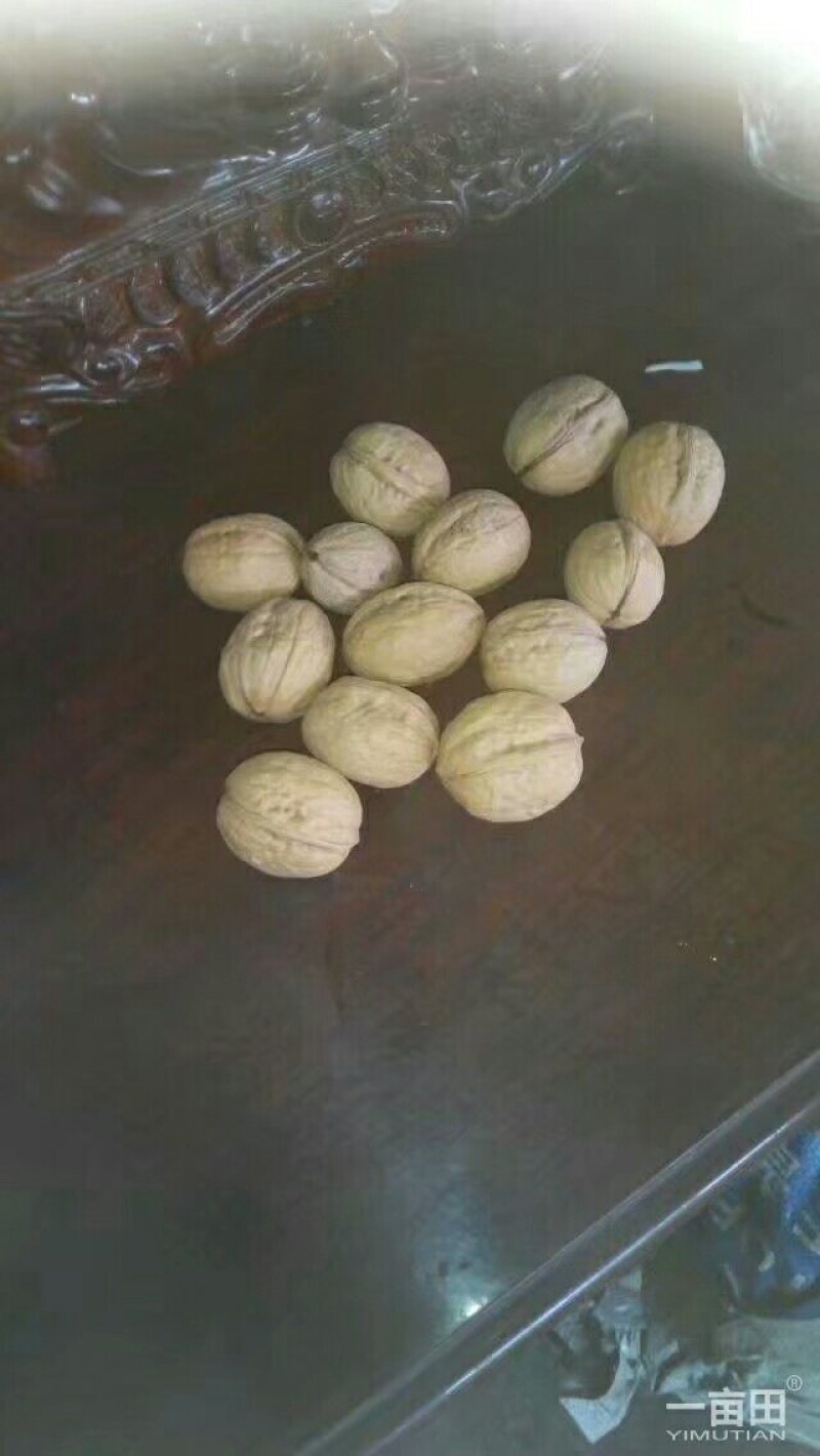 薄皮核桃，香菱，强特，通货30mm以上