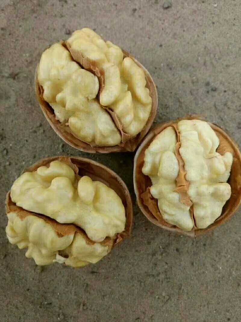 薄皮核桃，香菱，强特，通货30mm以上