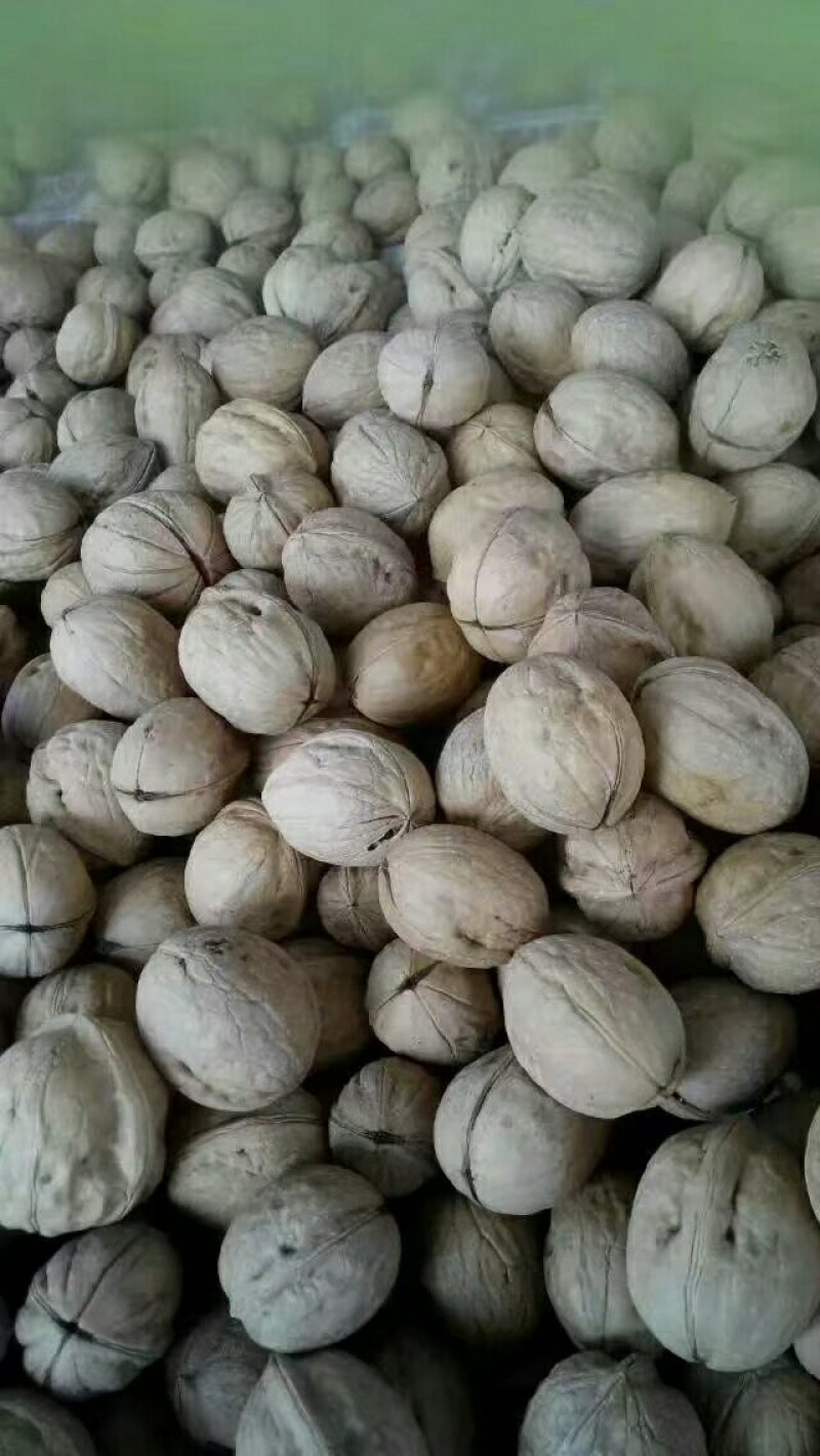 薄皮核桃，香菱，强特，通货30mm以上