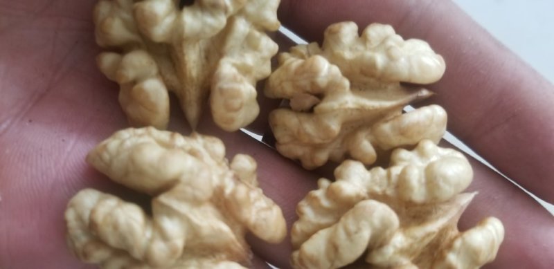 新疆185纸皮核桃大量供应品质保障