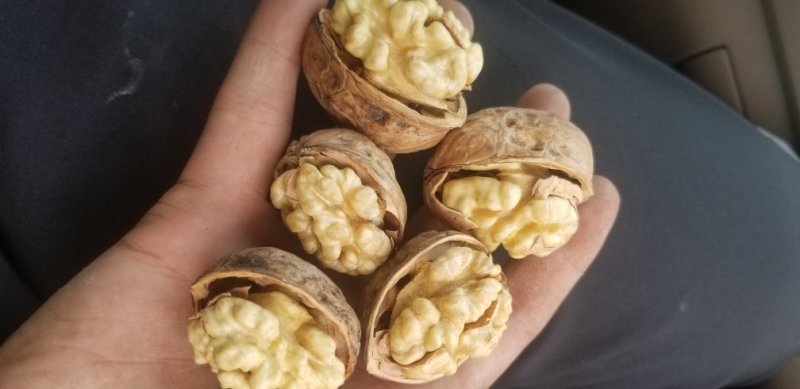 新疆185纸皮核桃大量供应品质保障