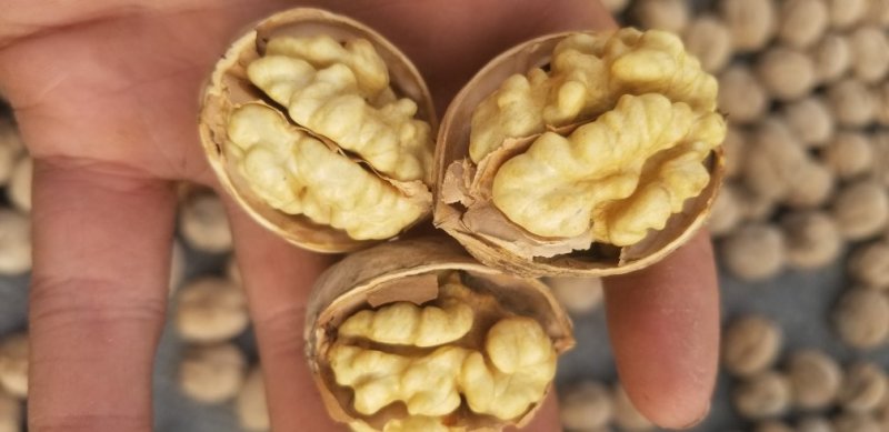新疆185纸皮核桃大量供应品质保障