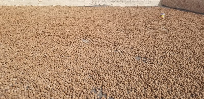 新疆185纸皮核桃大量供应品质保障