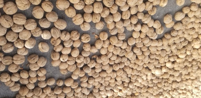 新疆185纸皮核桃大量供应品质保障