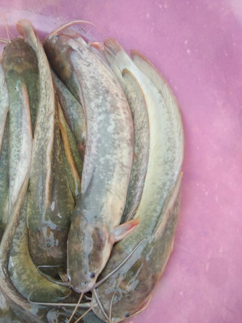 胡子鲶、2两3两左右