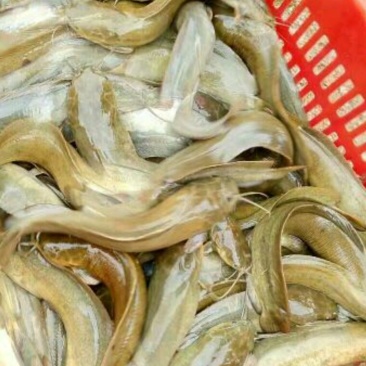 胡子鲶、2两3两左右
