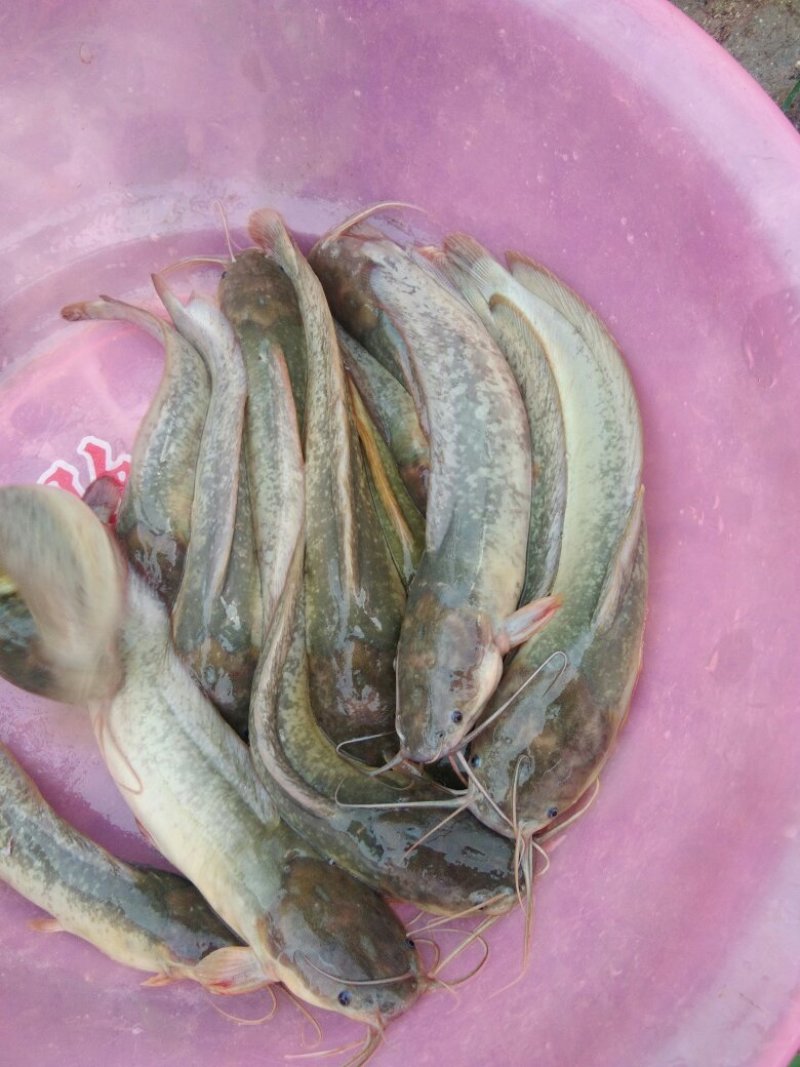 胡子鲶、2两3两左右