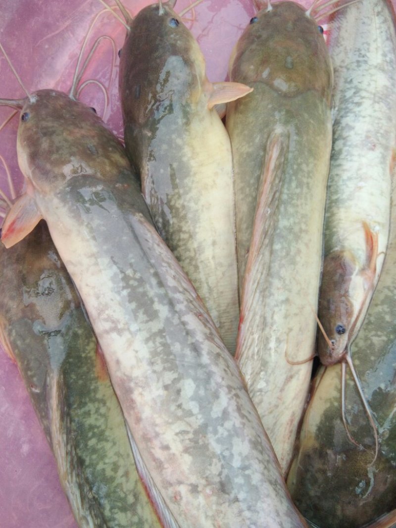 胡子鲶、2两3两左右