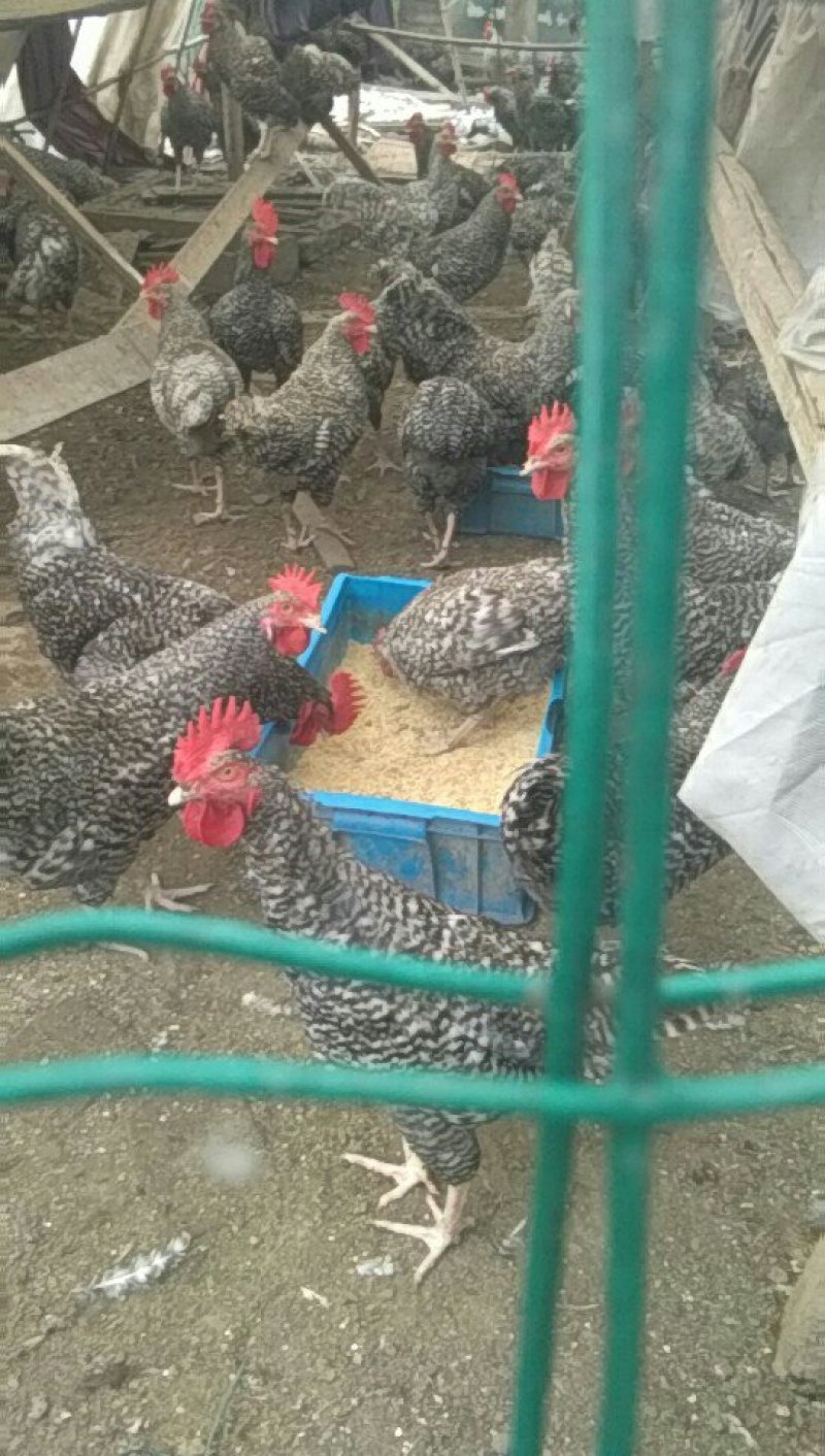 山鸡统货