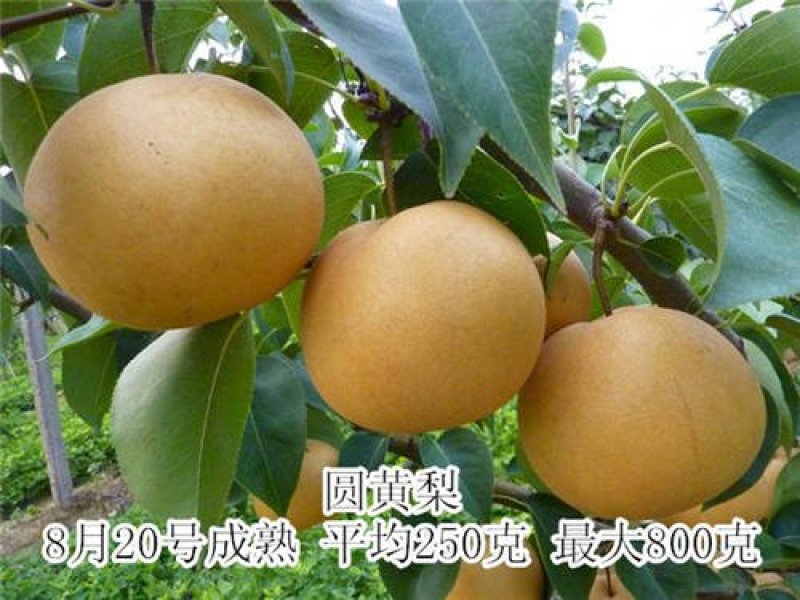 梨树苗，1一5年生，嫁接成品苗，品种齐全，根录完好。