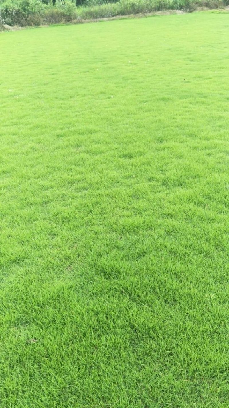 马尼拉草草皮精品草卷30*30*3/捆
