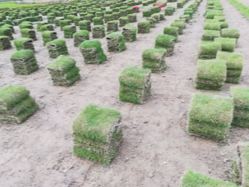 马尼拉草草皮精品草卷30*30*3/捆