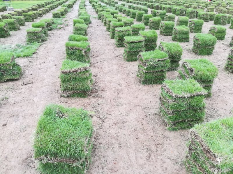 马尼拉草草皮精品草卷30*30*3/捆