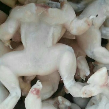 牛蛙