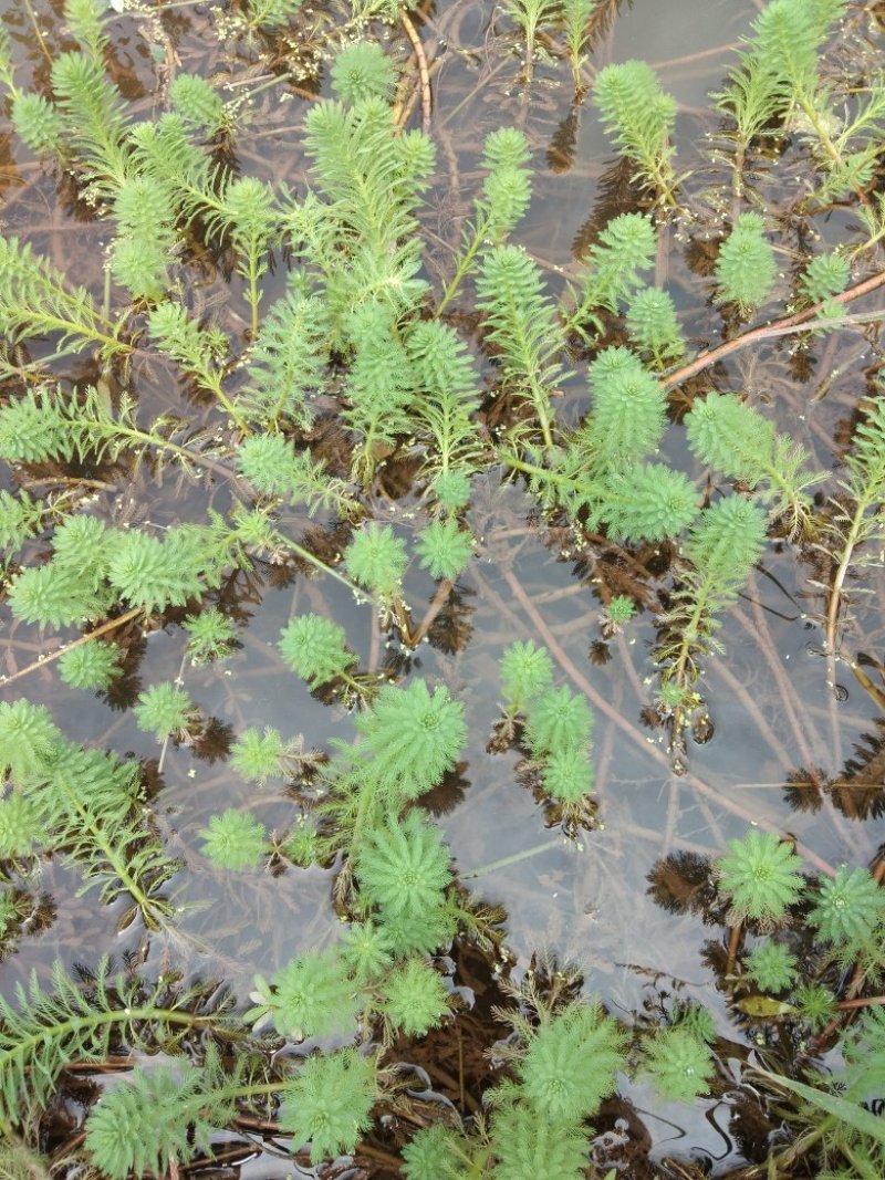 狐尾草(养龙虾首选)
