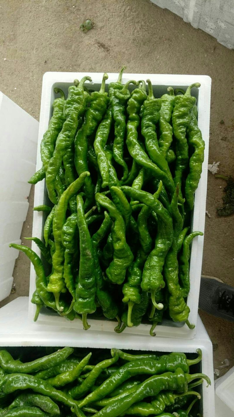陇椒