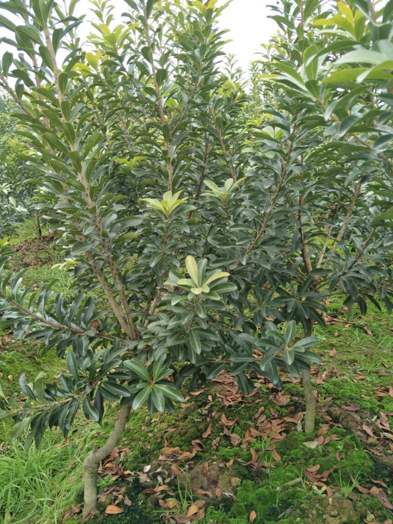 杨梅树