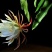 昙花苗与昙花干