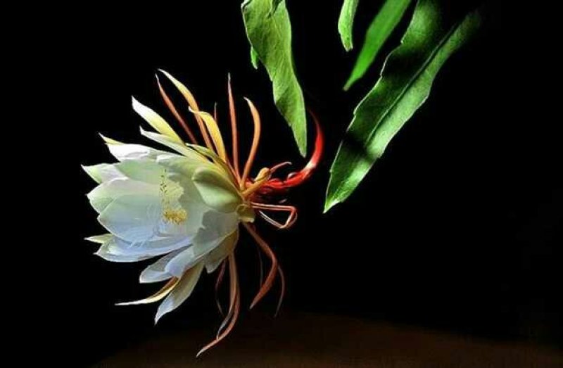 昙花苗与昙花干