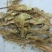 昙花苗与昙花干