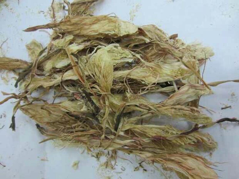 昙花苗与昙花干