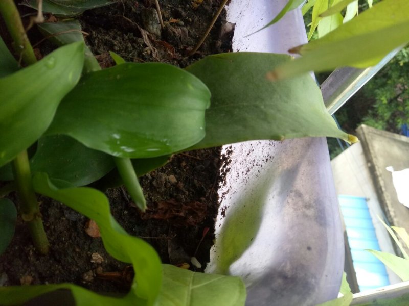 昙花苗与昙花干