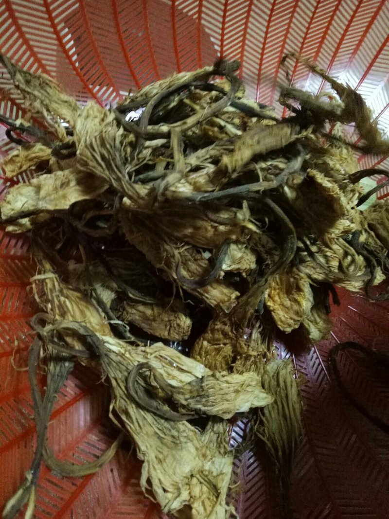 昙花苗与昙花干