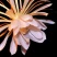 昙花苗与昙花干
