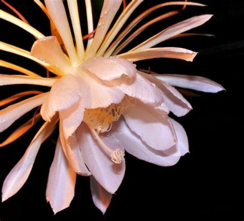 昙花苗与昙花干